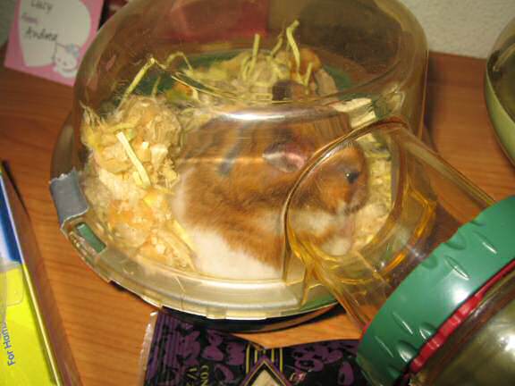 My hamster 'Lucy-Boo'.