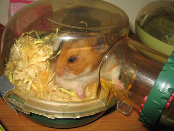 My hamster 'Lucy-Boo'.