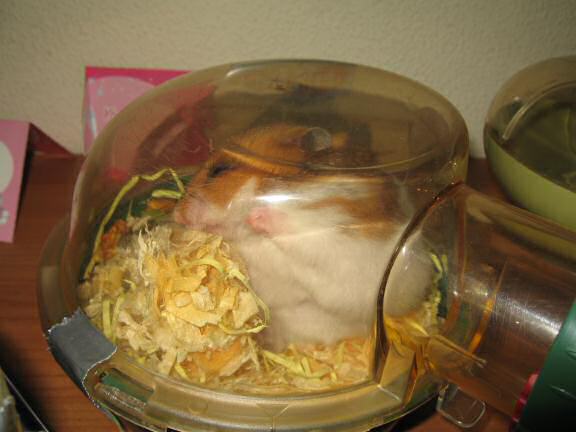 My hamster 'Lucy-Boo'.