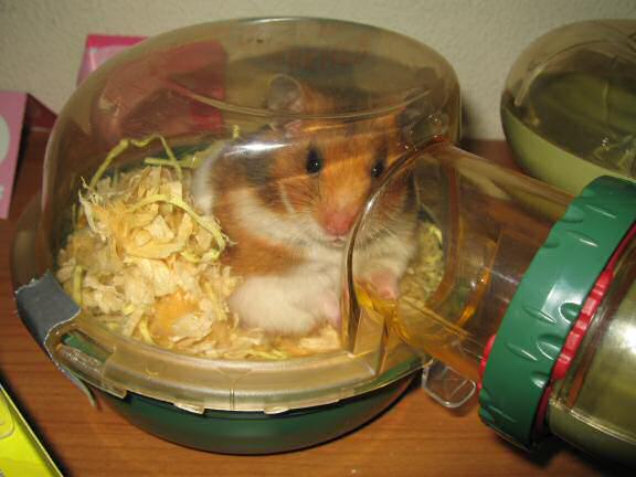 My hamster 'Lucy-Boo'.