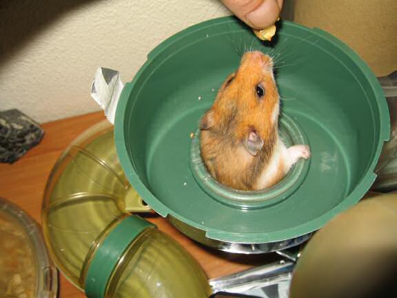 My hamster Lucy gettin' a piece of wallnut.