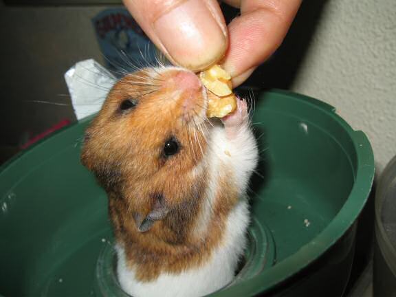My hamster Lucy gettin' a piece of wallnut.