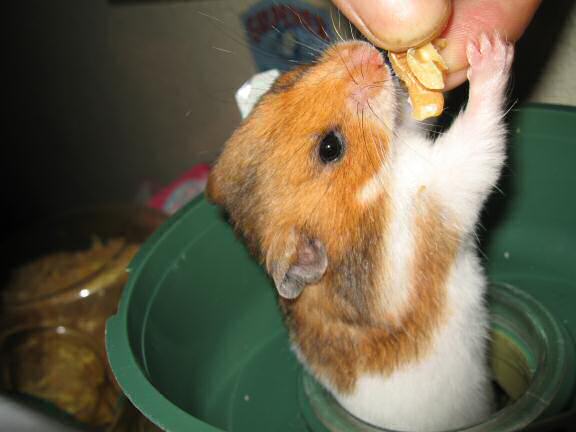 My hamster Lucy gettin' a piece of wallnut.
