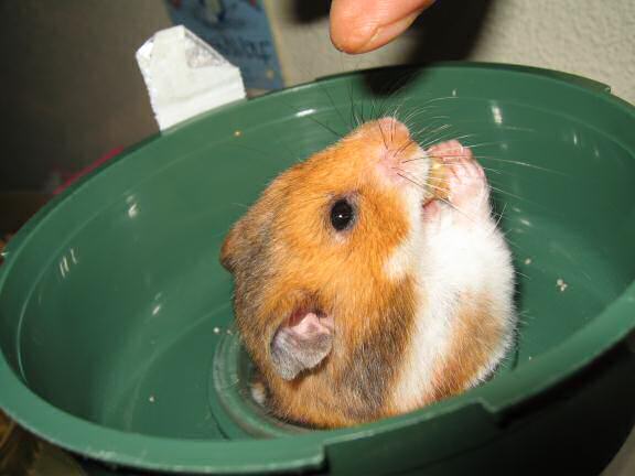 My hamster Lucy gettin' a piece of wallnut.