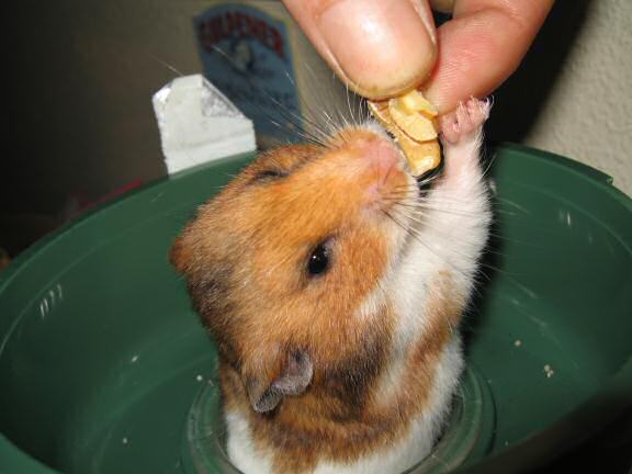 My hamster Lucy gettin' a piece of wallnut.