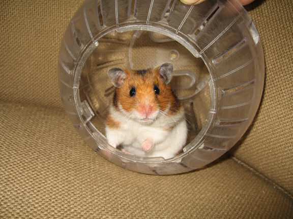 Gettin' my hamster Lucy out of her cage!