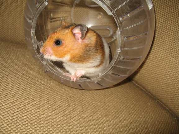 Gettin' my hamster Lucy out of her cage!