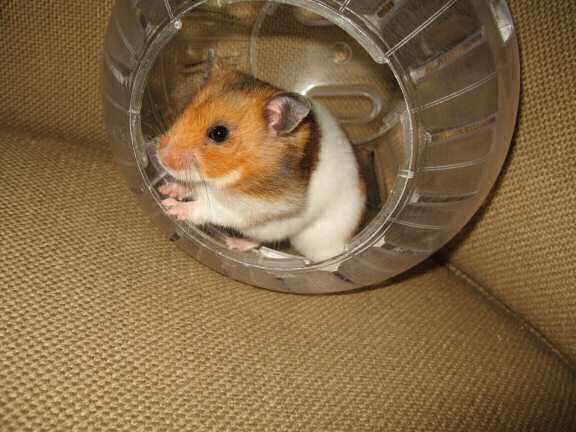 Gettin' my hamster Lucy out of her cage!