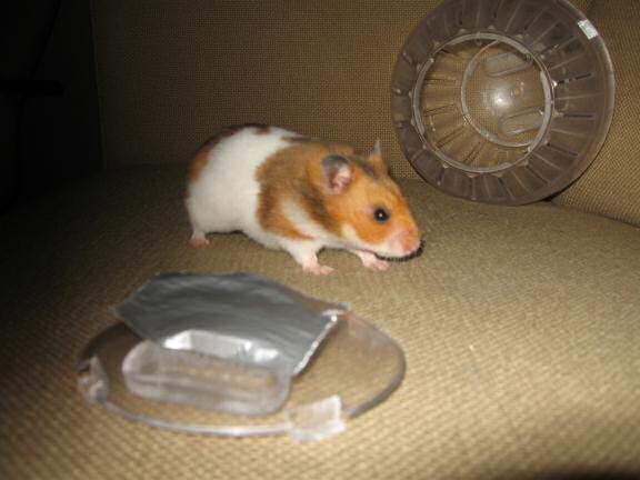 Gettin' my hamster Lucy out of her cage!