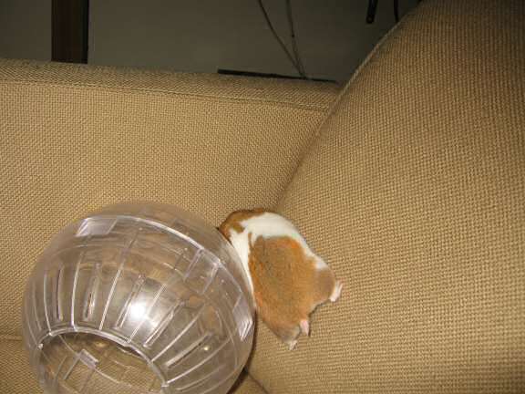 My hamster Lucy scoring her first 'Lucy-Touchdown' on the couch!