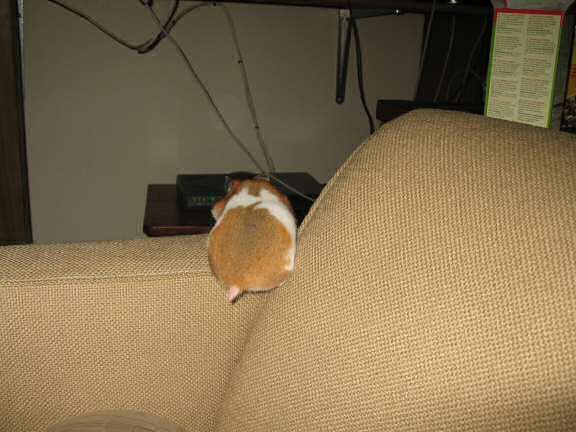 My hamster Lucy scoring her first 'Lucy-Touchdown' on the couch!