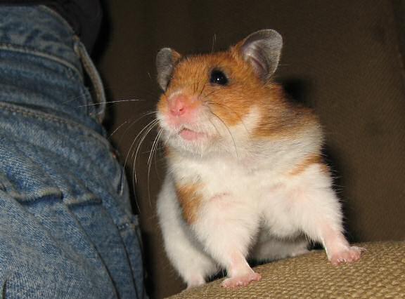 My hamster Lucy scoring her first 'Lucy-Touchdown' on the couch!