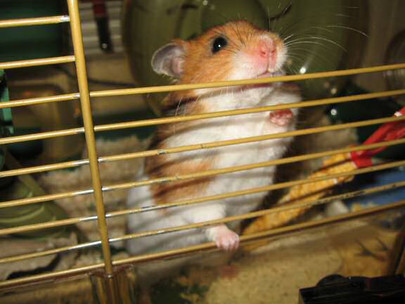 Chattin' with my hamster Lucy (3.0).