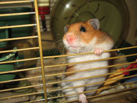 Chattin' with my hamster Lucy (3.0).