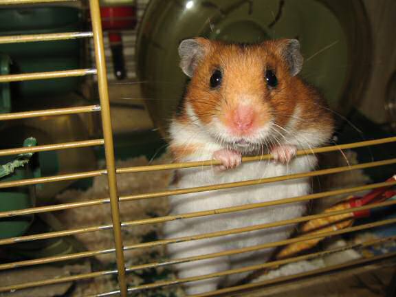 Chattin' with my hamster Lucy (3.0).