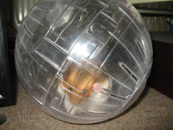 Exercisin' with my hamster Lucy (3.0).