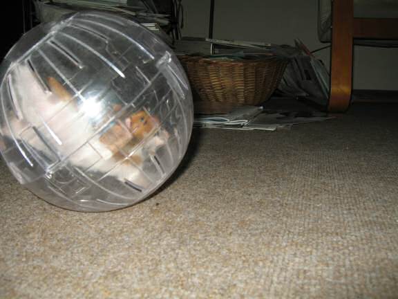 Exercisin' with my hamster Lucy (3.0).