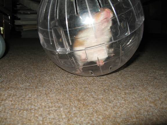 Exercisin' with my hamster Lucy (3.0).
