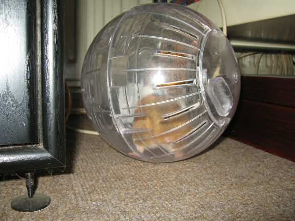 Exercisin' with my hamster Lucy (3.0).