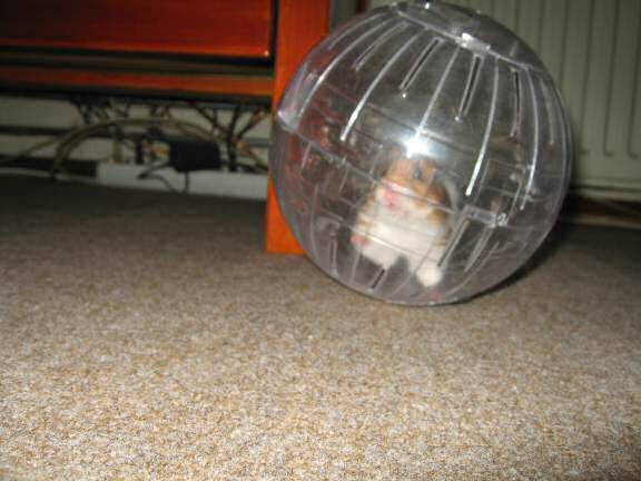 Exercisin' with my hamster Lucy (3.0).