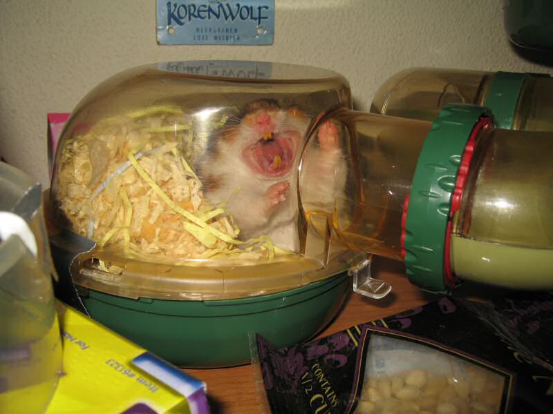 Back online with my hamster Lucy (3.0).