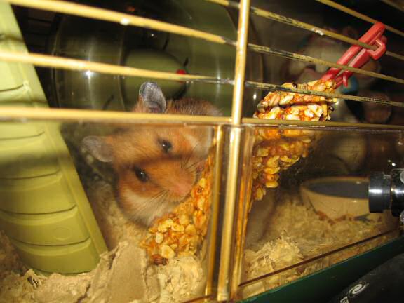 Celebrating HamsterTracker.com's three year anniversary with my hamster Lucy (3.0).