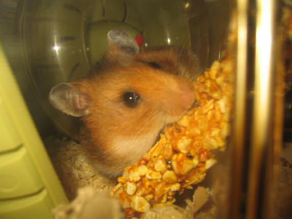 Celebrating HamsterTracker.com's three year anniversary with my hamster Lucy (3.0).