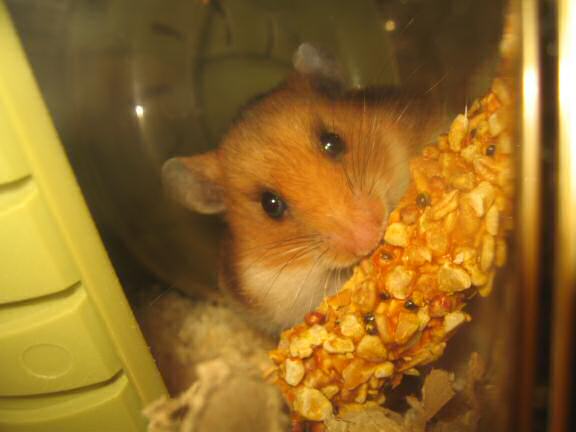Celebrating HamsterTracker.com's three year anniversary with my hamster Lucy (3.0).