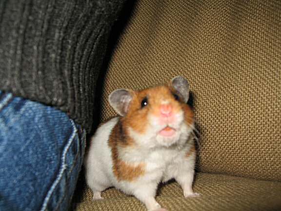 My hamster Lucy (3.0) ran more than 100 miles in her treadmill.