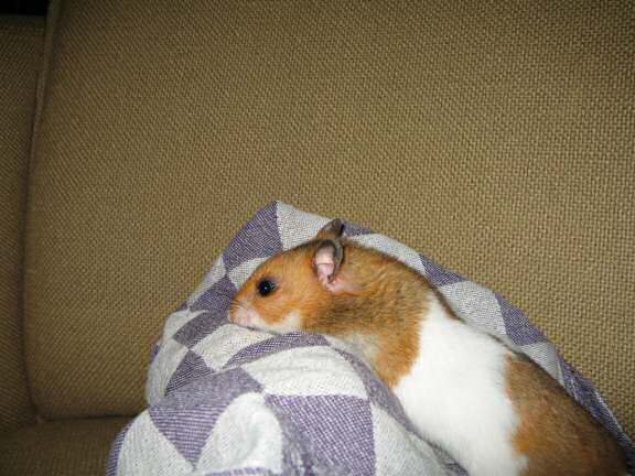My hamster Lucy (3.0) having fun on the couch.