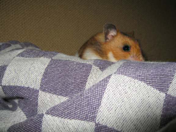 My hamster Lucy (3.0) having fun on the couch.