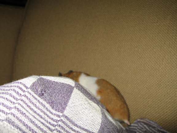 My hamster Lucy (3.0) having fun on the couch.