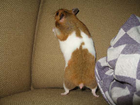 My hamster Lucy (3.0) having fun on the couch.