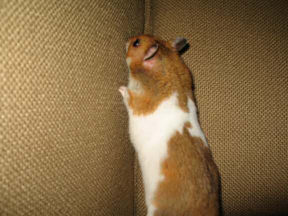 My hamster Lucy (3.0) having fun on the couch.