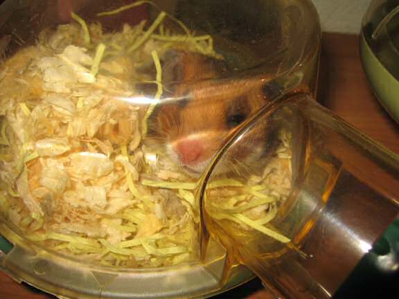 My hamster Lucy (3.0) having fun on the couch.