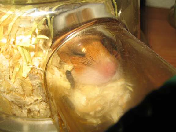 My hamster Lucy (3.0) relaxin' after a week of party-in'.