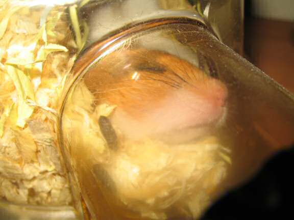 My hamster Lucy (3.0) relaxin' after a week of party-in'.