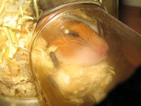 My hamster Lucy (3.0) relaxin' after a week of party-in'.