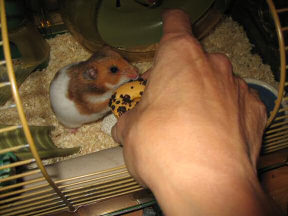 My hamster Lucy (3.0) being challenged by me.