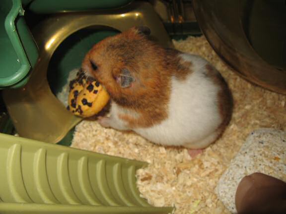 My hamster Lucy (3.0) being challenged by me.