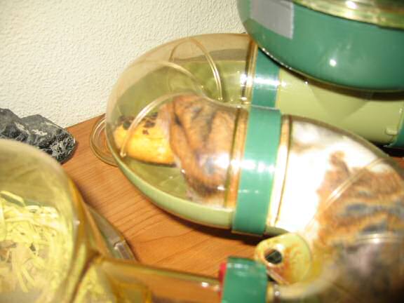 My hamster Lucy (3.0) being challenged by me.