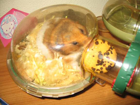 My hamster Lucy (3.0) being challenged by me.