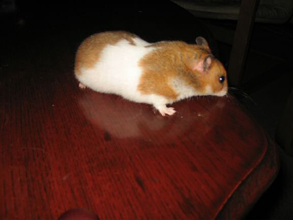 My hamster Lucy (3.0) being on the coffee-table for the first time.