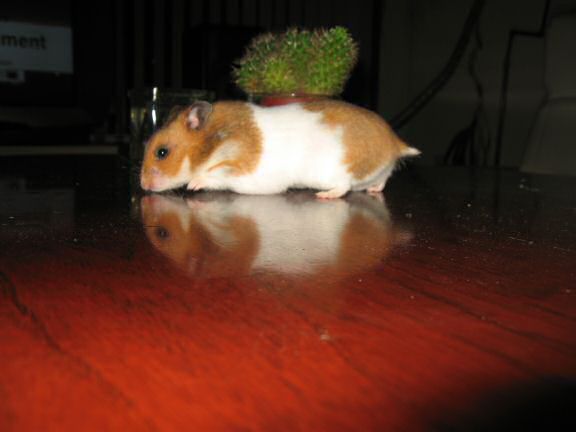 My hamster Lucy (3.0) being on the coffee-table for the first time.