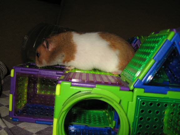 My hamster Lucy (3.0) explorin' Virginia's gift.