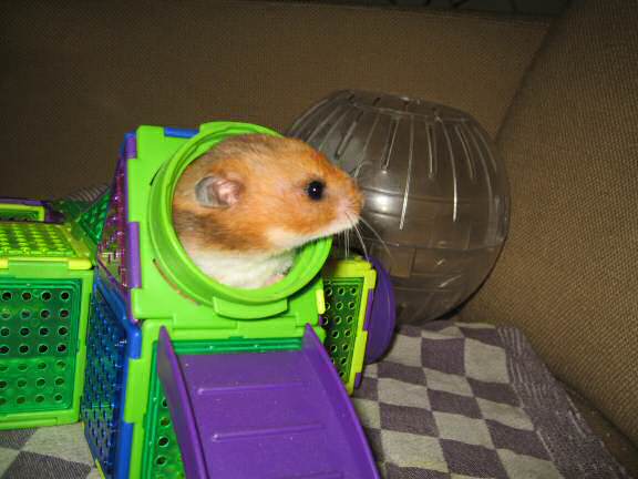 My hamster Lucy (3.0) explorin' Virginia's gift.