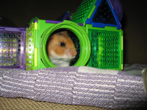 My hamster Lucy (3.0) explorin' Virginia's gift.