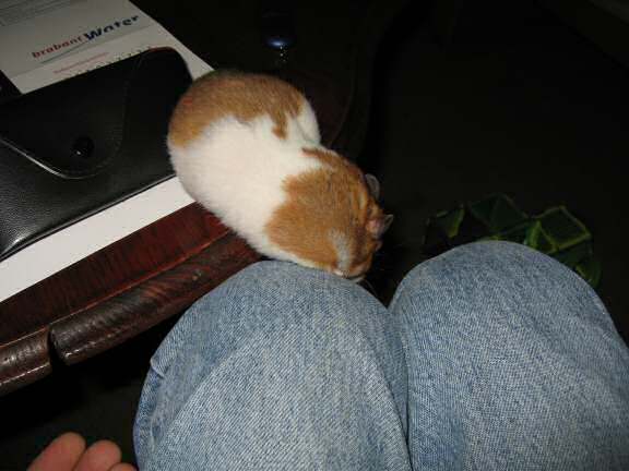 My hamster Lucy (3.0) explorin' the coffee table.