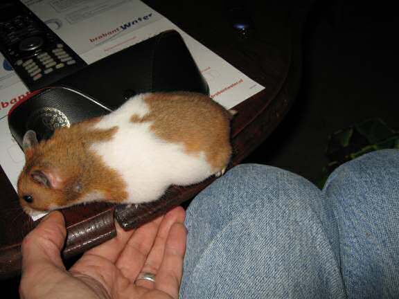 My hamster Lucy (3.0) explorin' the coffee table.