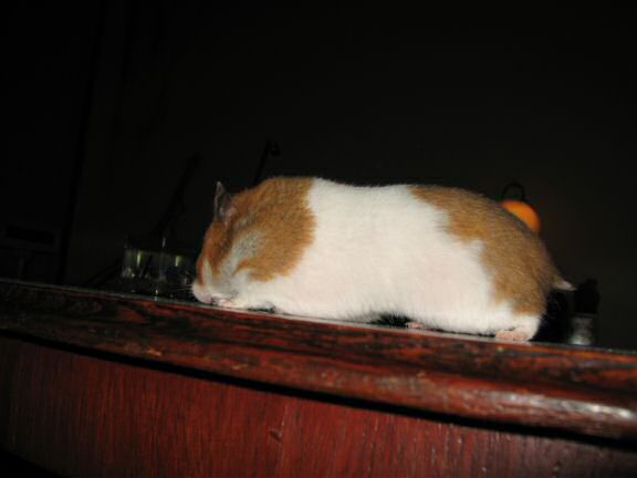 My hamster Lucy (3.0) explorin' the coffee table.